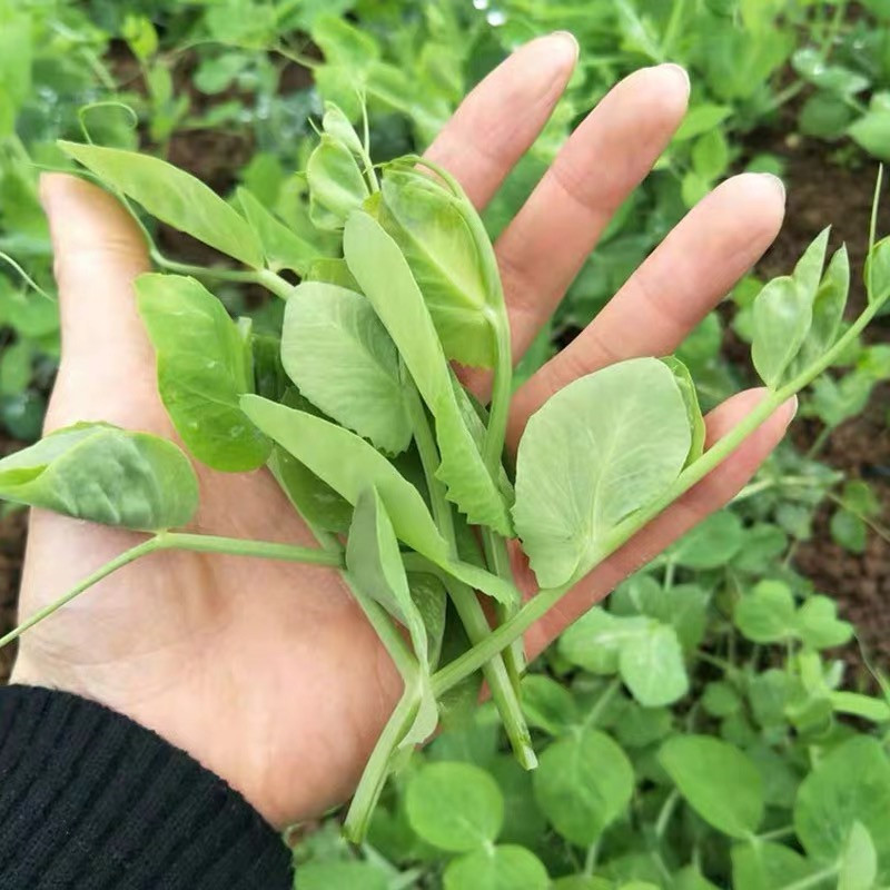 豌豆尖種無須豌豆苗種子四川豌豆種籽蔬菜孑芽苗菜田園陽臺盆栽四季特