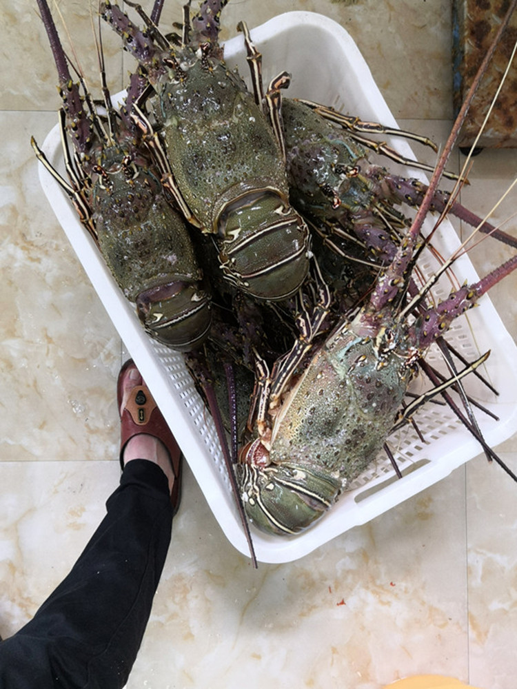 大花龙中华锦绣龙虾鲜活海鲜水产海捕冷冻奥龙大龙虾35斤2500g