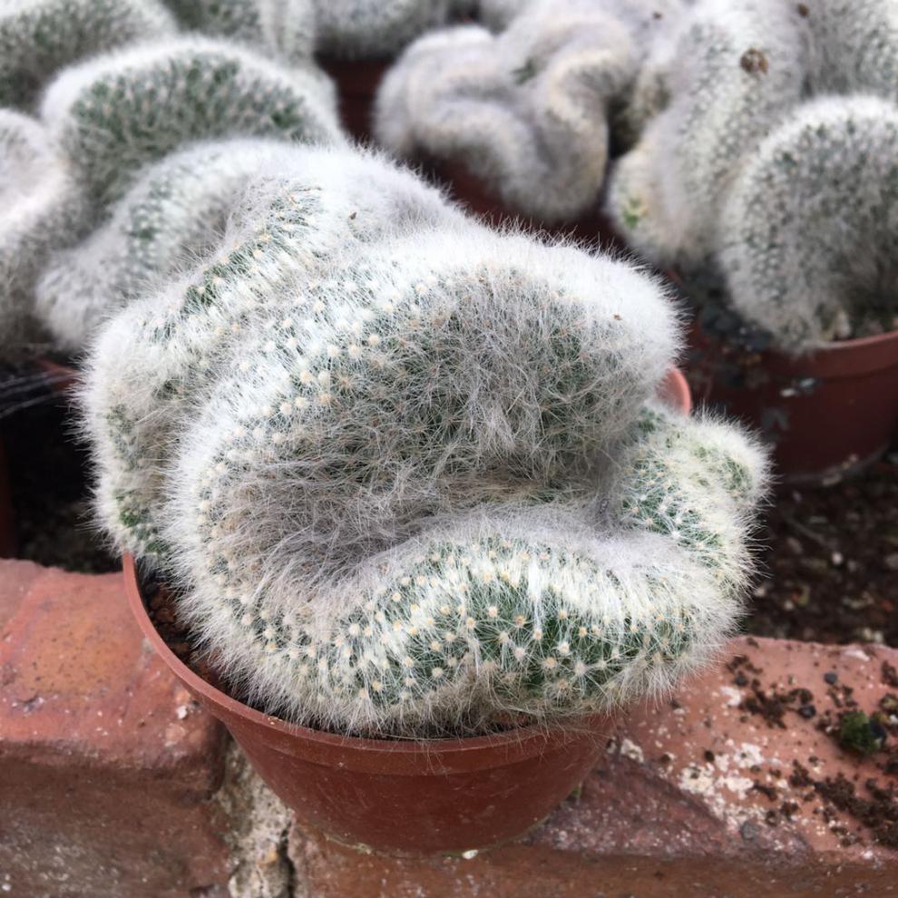 稀有仙人掌老乐柱白星仙人球芳香丸缀化白毛不扎手多肉 老乐柱三头10