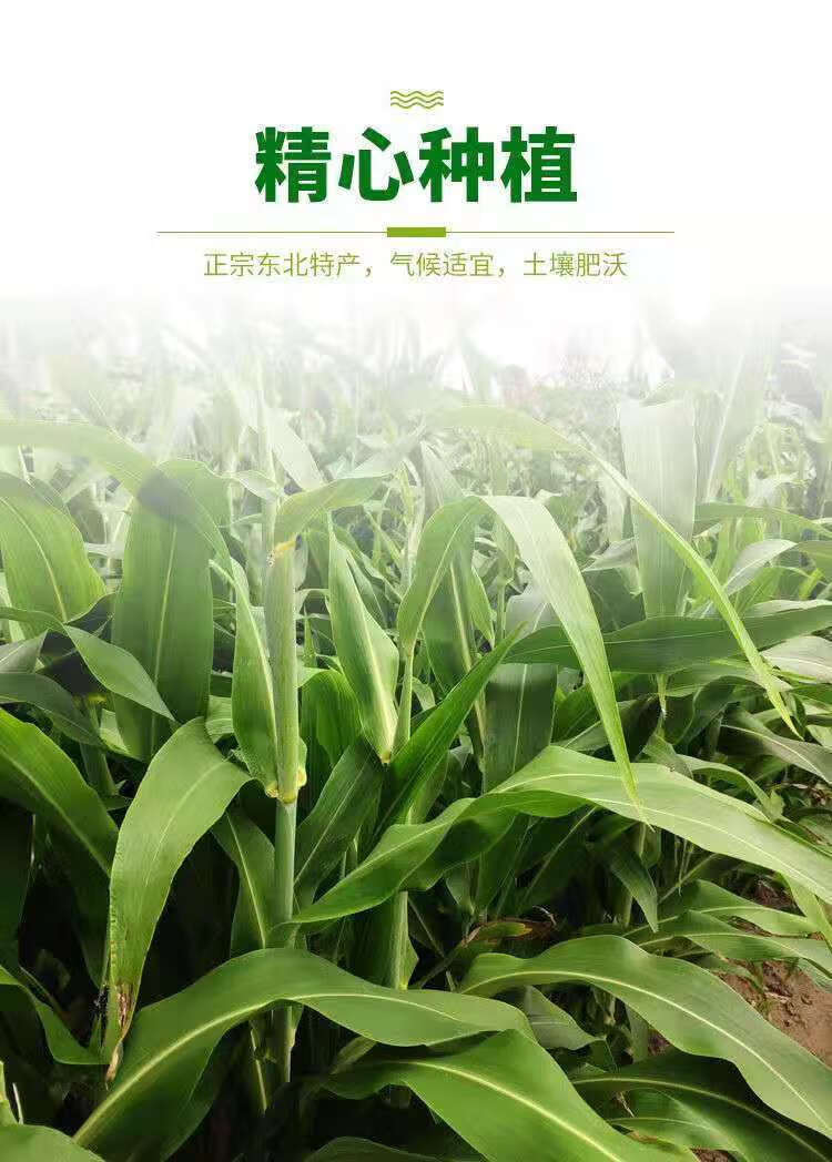 东北特产高粱乌米新鲜乌米农家蔬菜乌咪酱二茬小乌米1斤鲜中乌米带皮