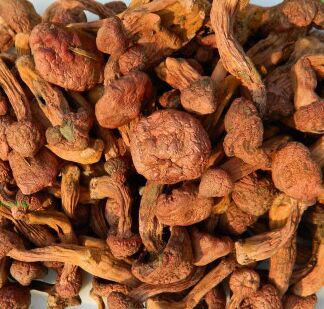 东北特产野生松蘑菇红蘑菇菌松树伞红肉蘑菇干货松茸半斤