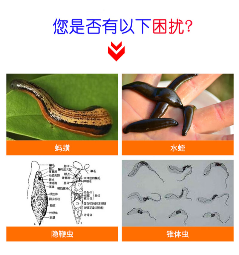水产养殖鱼塘泥鳅黄鳝蛙池乌龟甲鱼专用药除水蛭清杀蚂蟥鱼蛭的药水蛭