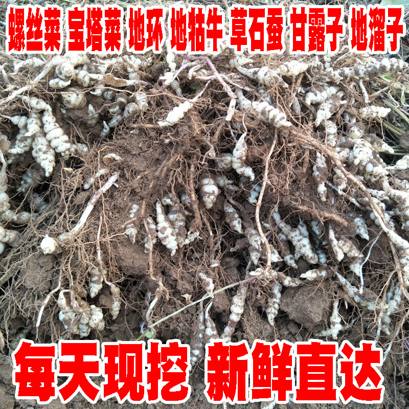 螺丝菜新鲜宝塔菜地环10斤甘露草石蚕地牯牛葫芦种子蔬菜酱泡腌咸5000