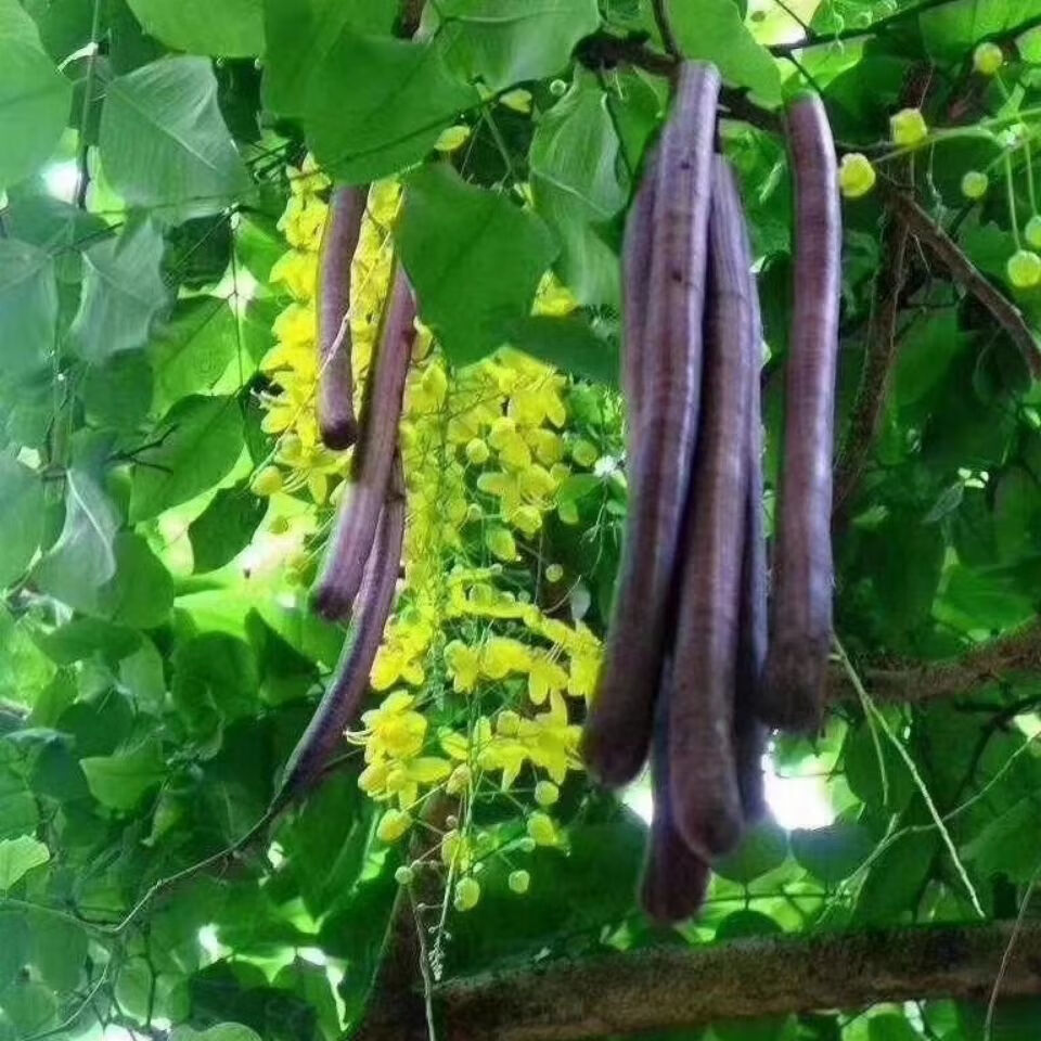 官方旗舰天然果缅甸大解果腊肠果番泻叶通清润肠宿便茶果500克