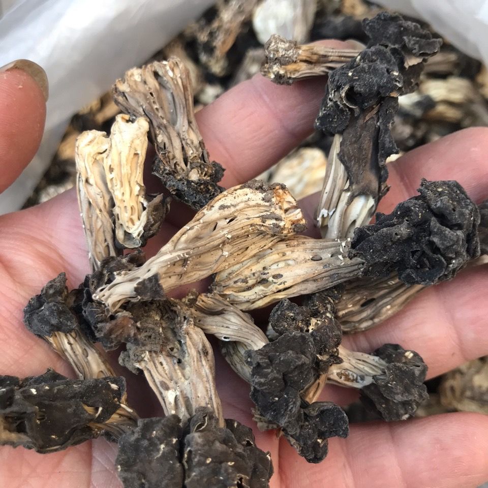 木耳蘑 巴楚蘑菇 皱柄羊肚菌野生木耳蘑承德特产干货食用蘑菇 250g