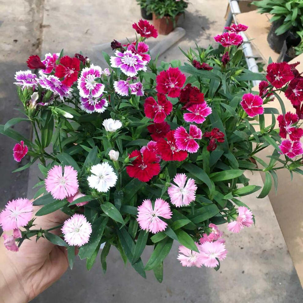 欧石竹多彩石竹盆栽 石竹花苗带花发 石竹梅 庭院耐寒露天花 玫红石竹