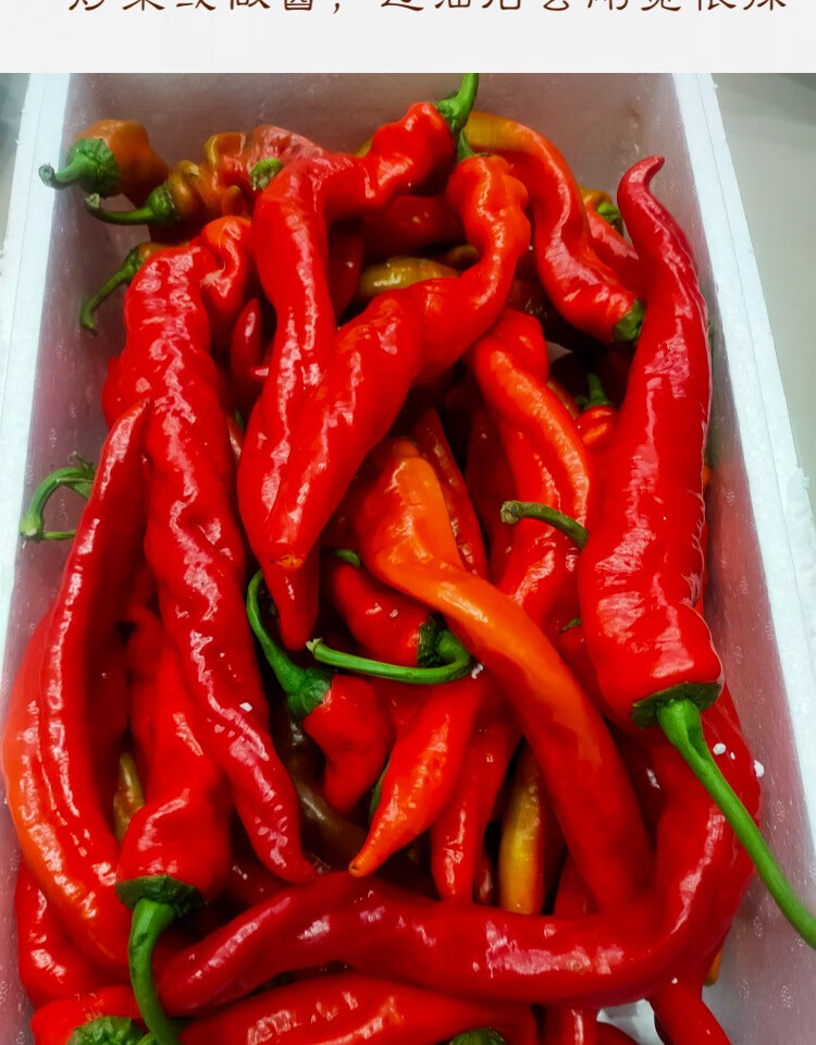 新鲜红螺丝椒红辣椒香辣薄皮椒皱皮剁椒龙椒虎皮青椒农家蔬菜现摘 1斤
