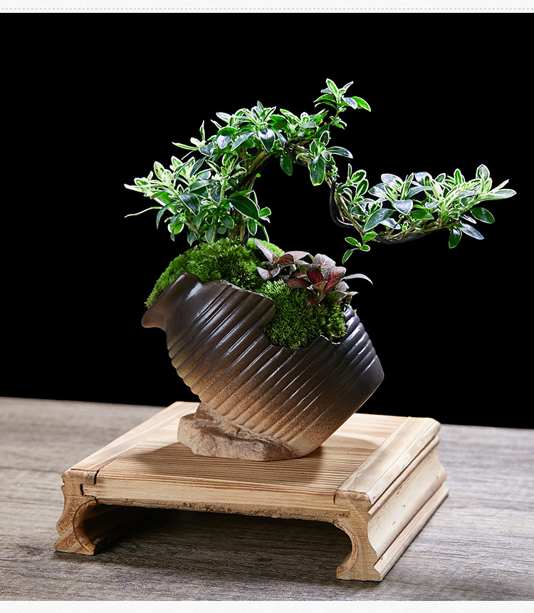 文竹室内桌面办公桌悬崖六月雪小绿植米竹盆栽植物客厅盆景好养活w6