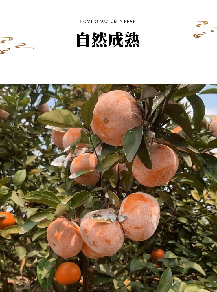 顺丰速运茂谷柑广西武鸣石灰柑橘生鲜孕妇水果现货速发整箱广西茂谷柑