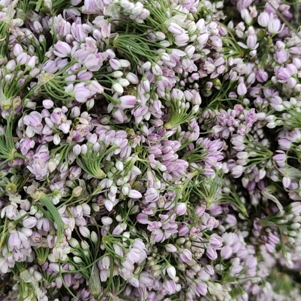 2021山西右玉干摘麻花 贼麻花扎蒙花扎麻麻花野韭菜花炝锅调料 50克