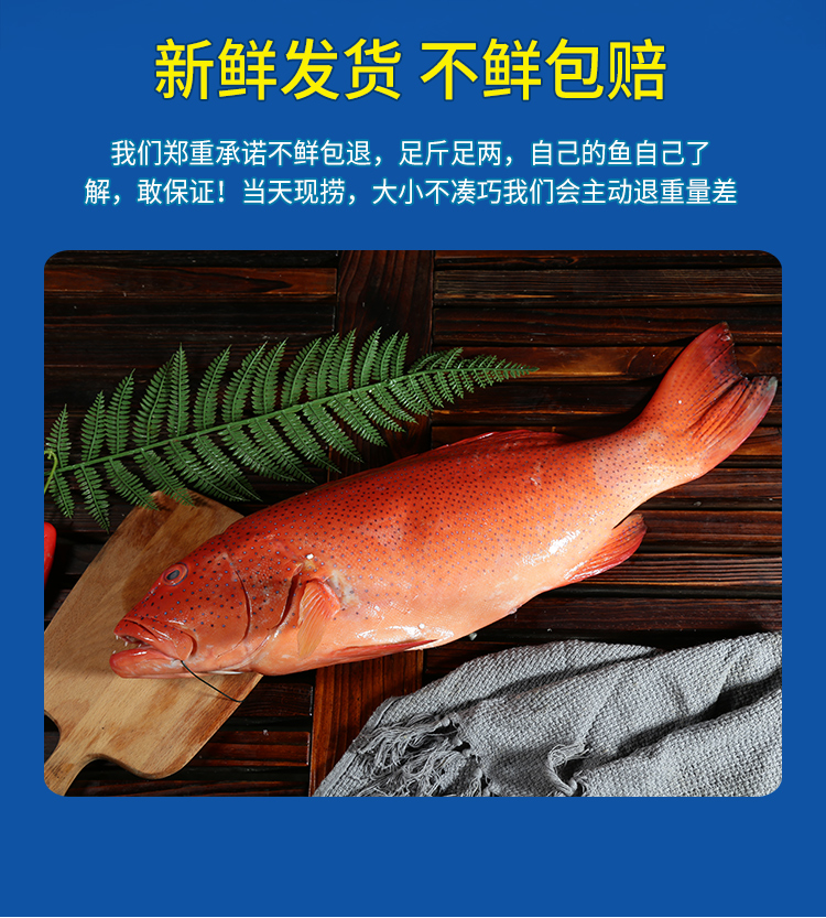 碧浔泽畔鲜活红东星斑燕尾斑石斑鱼活鱼生鲜水产送礼优选北京上海广州