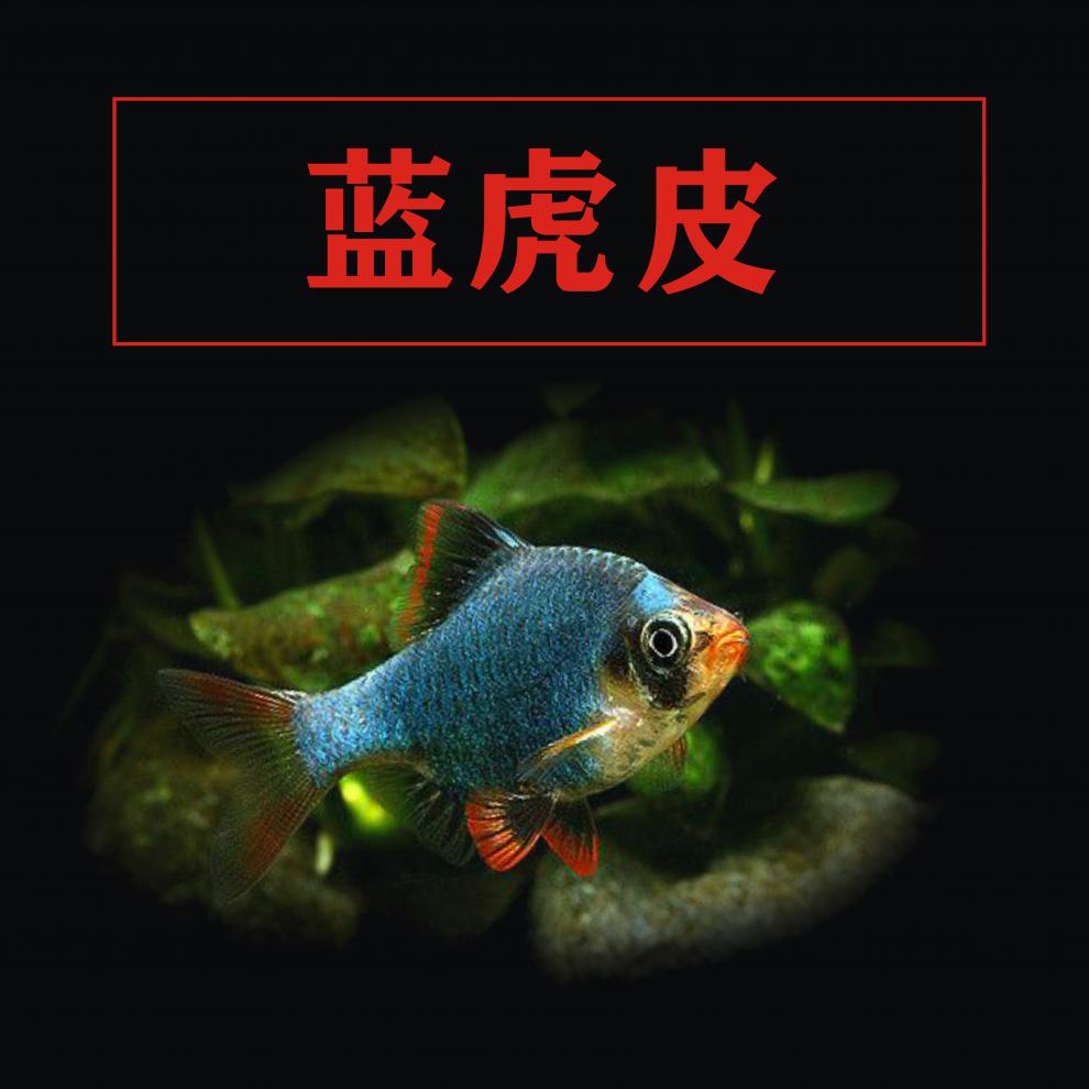 活体鱼淡四间小型宠物鱼热带鱼金鱼群游 观赏鱼好养 大号虎皮鱼3条(3