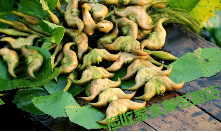 现摘洪湖新鲜老菱角棱角红菱角青菱角黑菱角当季菱角米莲角菱果 5斤