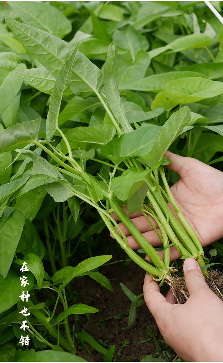 农之子 三叉空心菜种子菜苗籽大叶 三叉空心菜苗 20棵【图片 价格