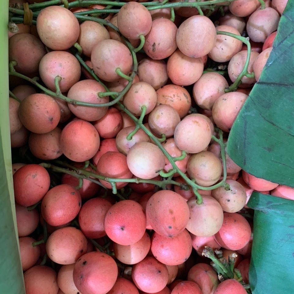 悠妃三丫果木奶果稀有罕见水果云南野生山果酸甜 一斤尝鲜【图片 价格