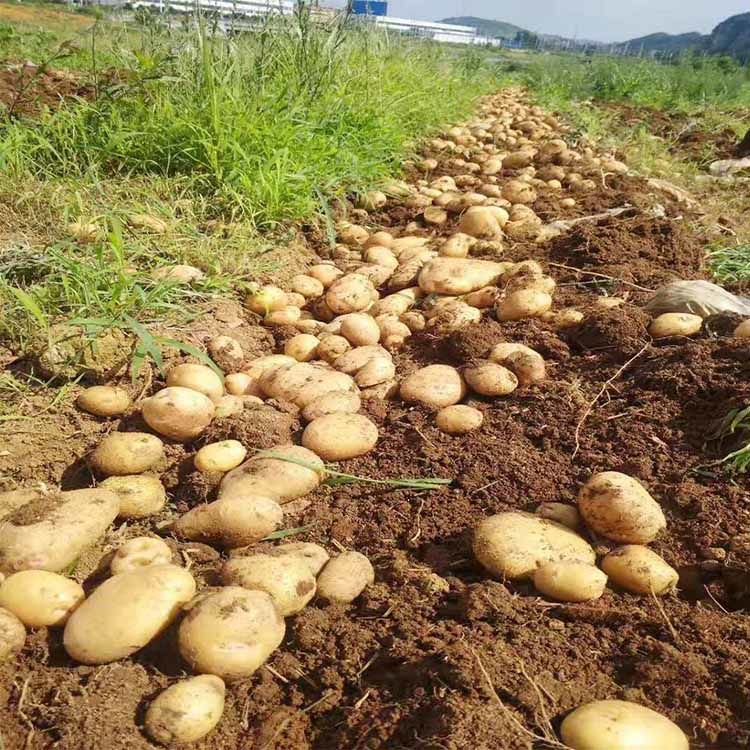 贵州特产土豆农家自种威宁黄心洋芋小土豆现挖现发52f10斤 10斤(净重9