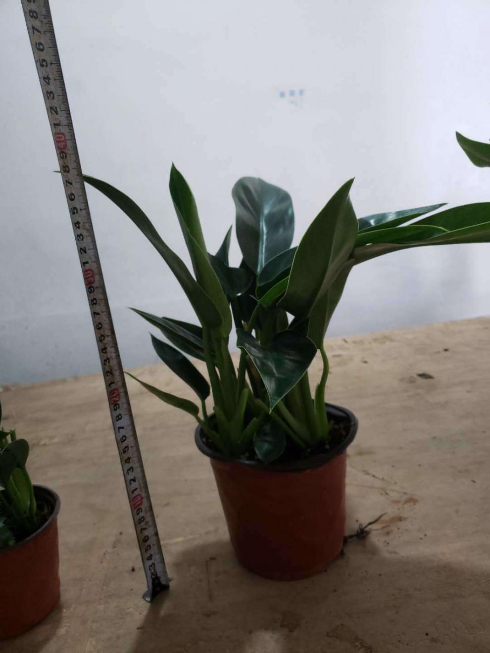 绿公主金钻旺宅吸毒王办公室内酒店盆栽四季常青绿植花卉 大金钻一盆