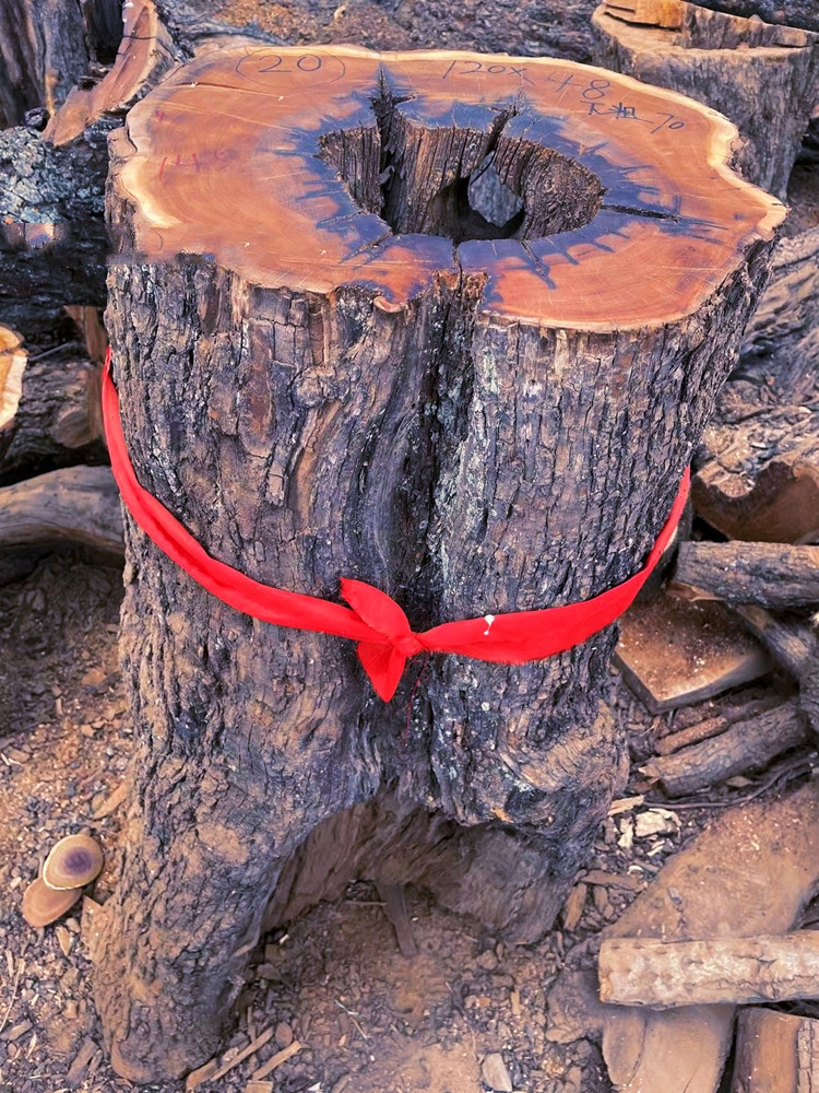 微韵 真正雷击枣树原木活树伐开料 雷劈枣木自然雷痕 道教实用 原木段