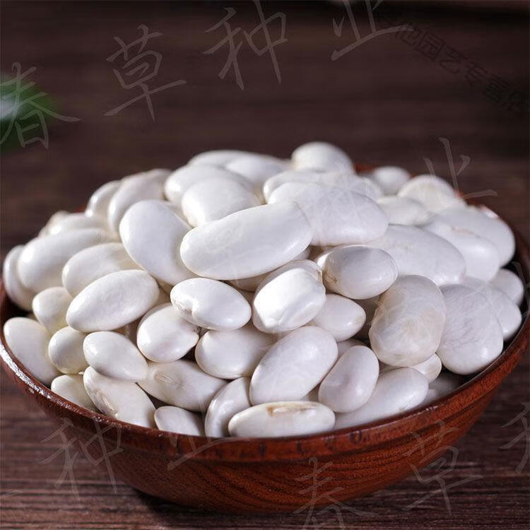 高产大白芸豆种子农家大白芸豆籽白云豆大颗粒白芸豆种子四季播种大白