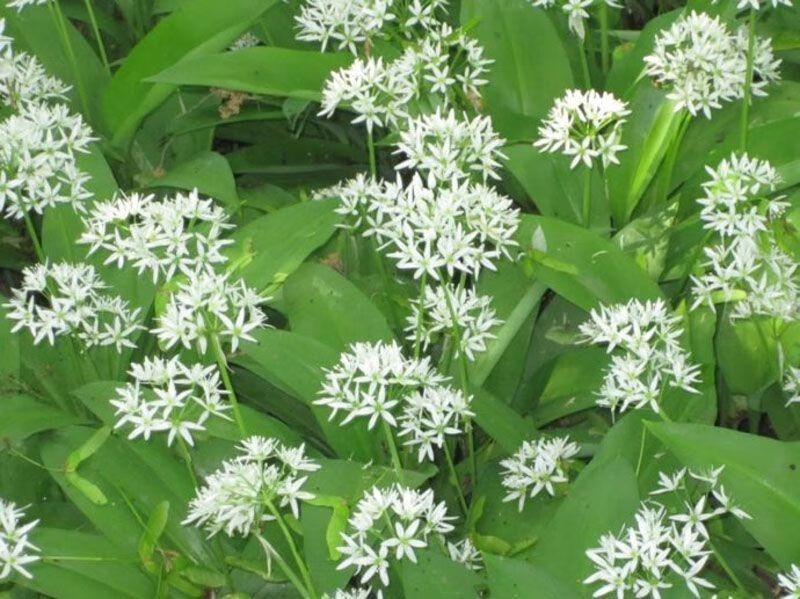 内蒙古呼伦贝尔产韭菜花酱手工现榨涮羊肉涮火锅蘸料韭花酱420克韭花