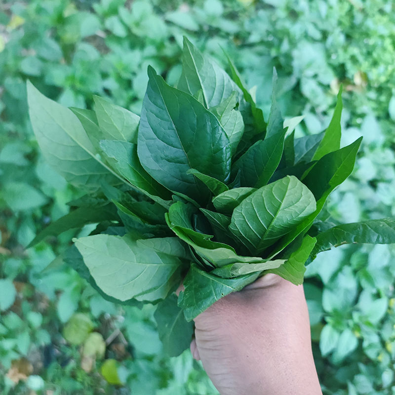 广西新鲜龙葵草白花菜嫩芽嫩叶500g草假辣椒叶做汤炒煮拌现摘龙葵草