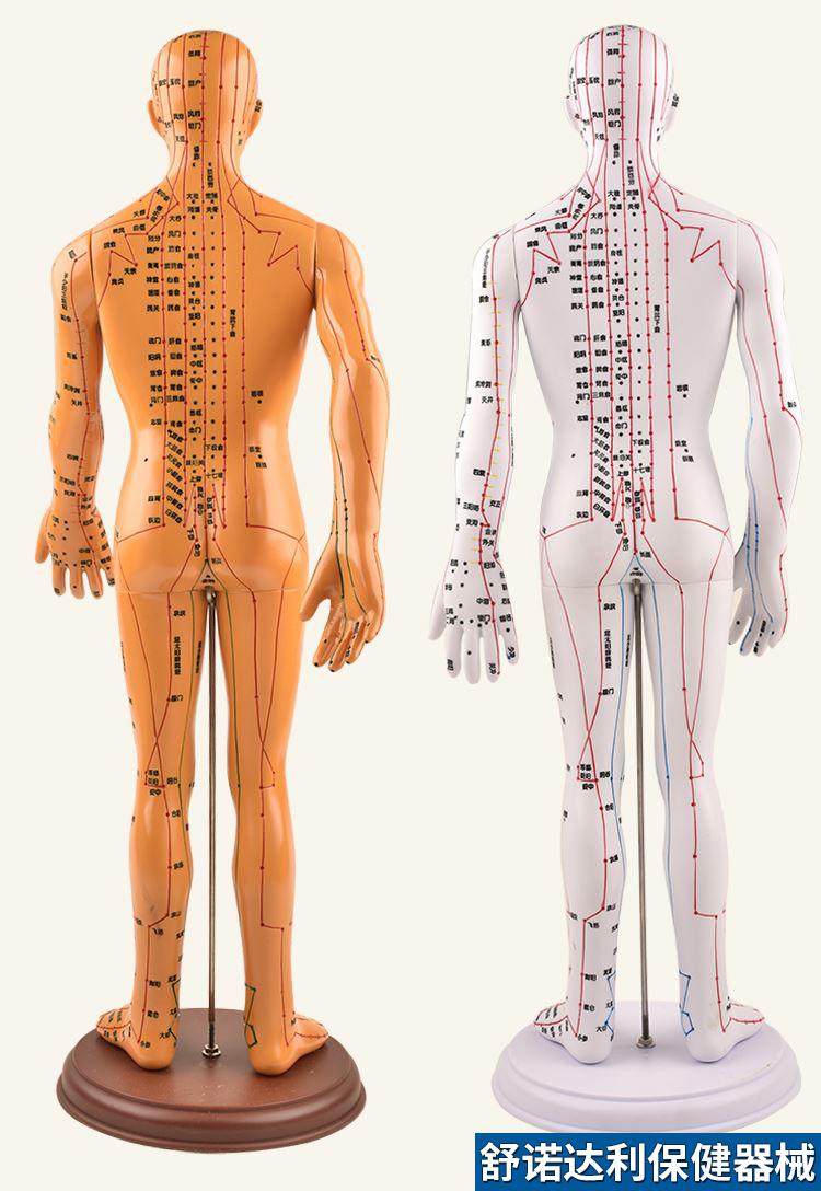 中医经络针灸人模人体穴位图模型人全身家用十二硅胶扎针练习皮人