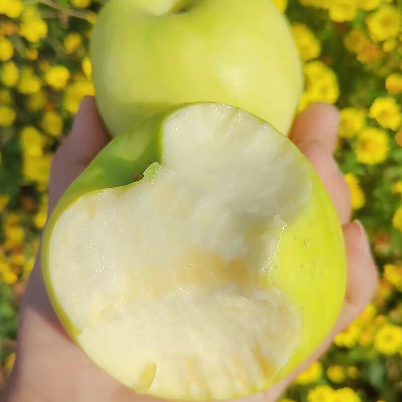 陕西白水瑞雪苹果白黄果脆甜多汁当季孕妇水果可带皮脆甜鲜果精选装 5