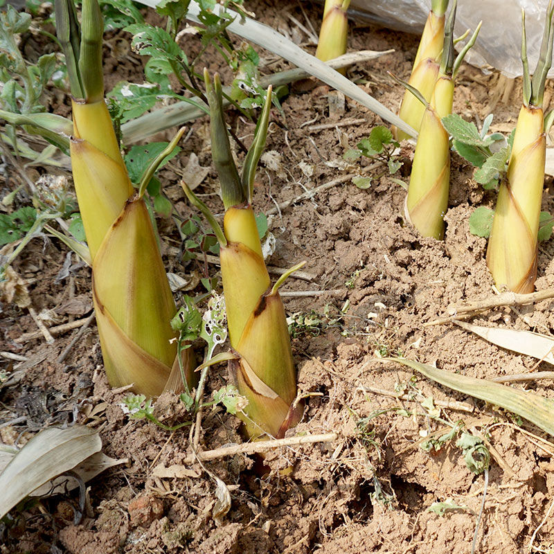 现发野生新鲜苦笋四川乐山甜竹笋春笋子苦竹笋嫩笋带壳小笋7斤