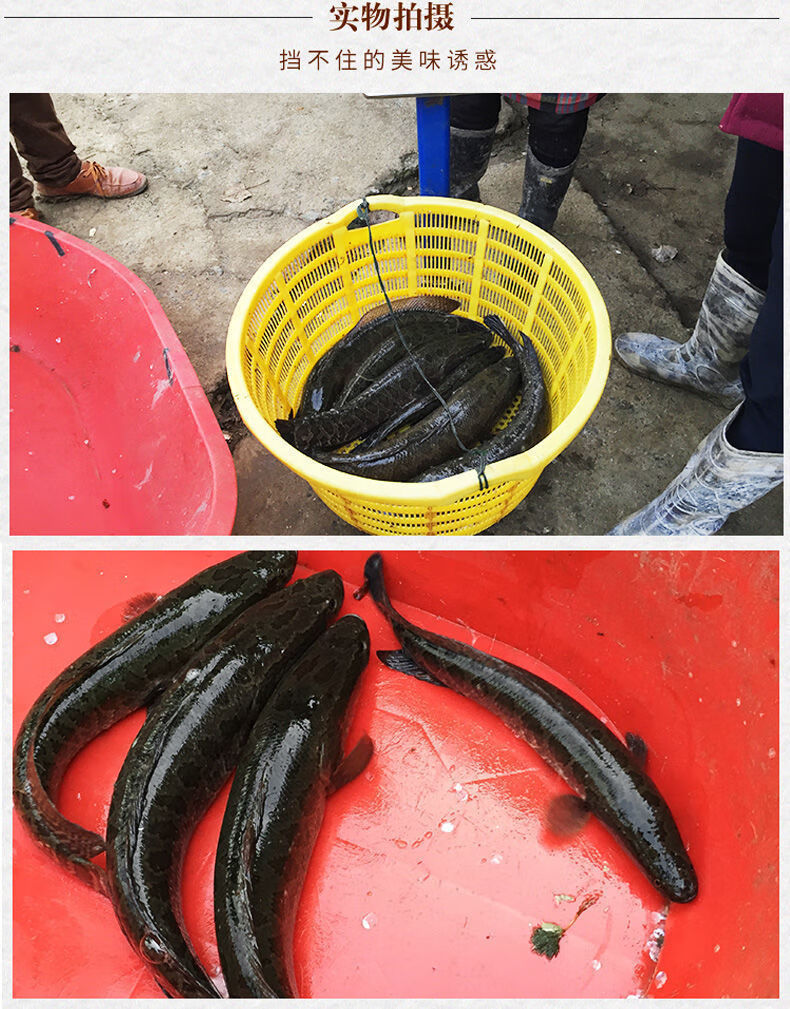 水库野黑鱼乌鱼酸菜鱼炖汤小孩食用鲜活现杀1条3斤现杀真空锁鲜整条现