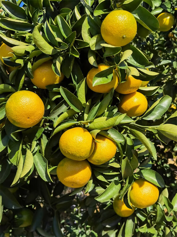 精选桔柚正宗庆元甜桔柚子9斤礼盒装新鲜水果现摘高山甜橘柚特级大果