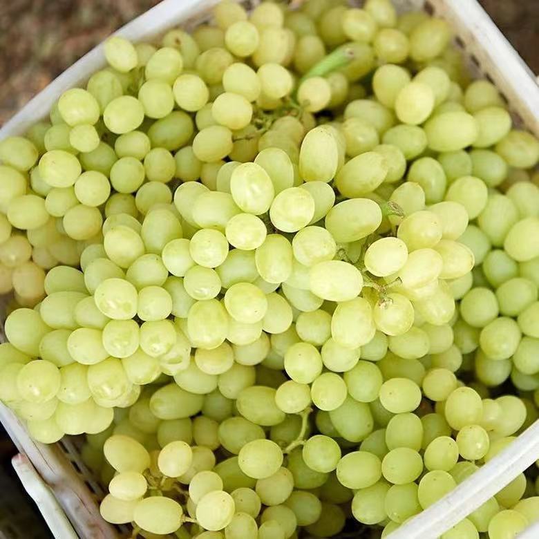 新疆吐鲁番无核白葡萄新鲜孕妇应当季水果马奶子5斤无籽葡萄 无核白