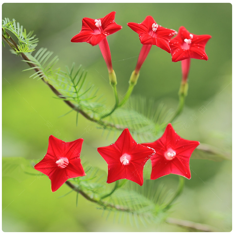 五角星花种孑爬藤植物阳台盆栽春四季户外攀援花卉羽叶茑罗种籽子花乡