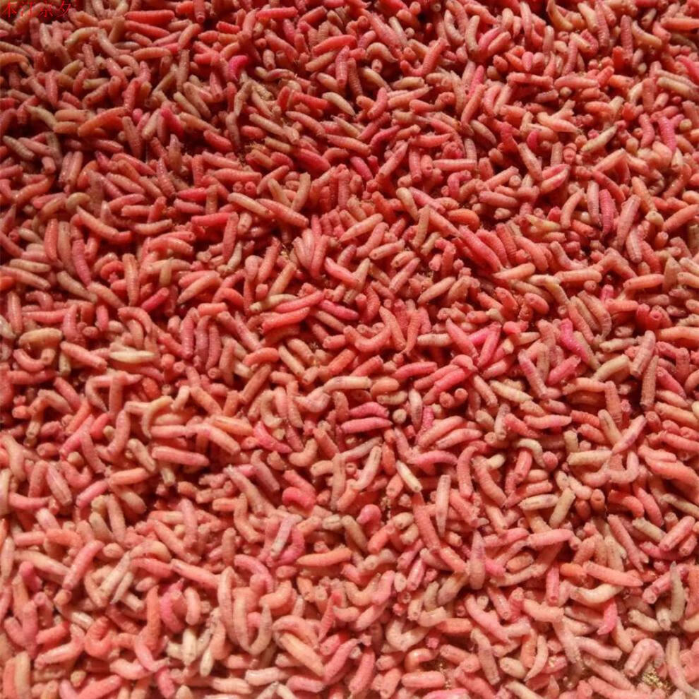 钓鱼活蛆肉蛆大蛆红色蛆虫活体白蛆活饵活虫蛆牙子瓶装昆虫鱼饵 红蛆