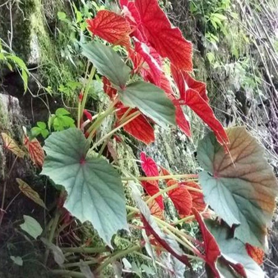 康中尊 贵州省地产野外生一口血干货一滴血 一点血中草药原材料 鲜一