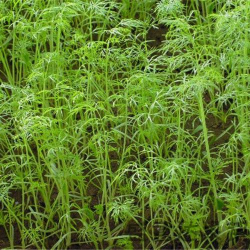 茴香香菜有机 头茬 小茴香菜 1斤装 (适合1人)【图片 价格 品牌 报价