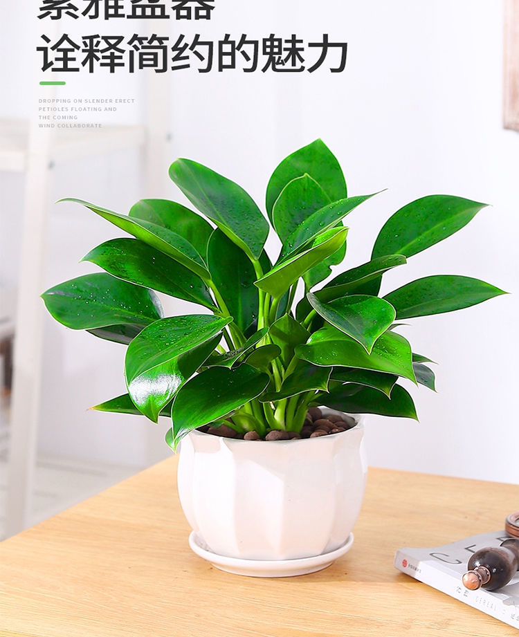 绿公主盆栽大叶金钻办公室内绿植植物四季常青吸甲醛好养花卉大叶金钻