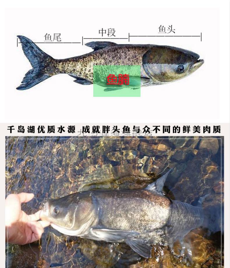 九河灌海旗舰店正宗千岛湖活鱼整条胖头鱼乌鲢鱼鳙鱼生鲜鱼类435斤
