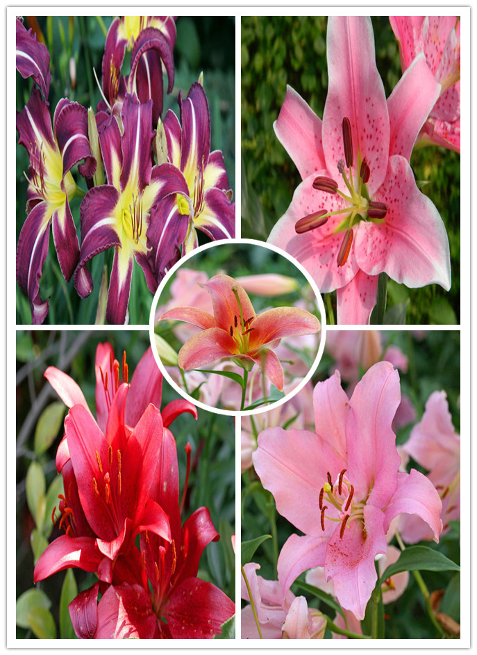 好看好养的香水百合花种子种球大球盆栽食用百合种球矮生多苞四季带芽