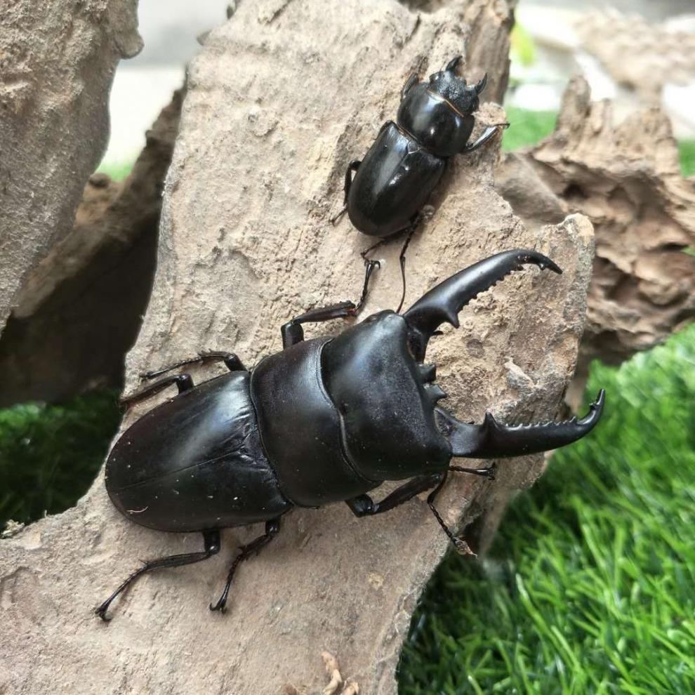 族萃中华大扁锹甲成虫甲虫昆虫宠物活体包活独角仙 【锹甲成虫】成虫
