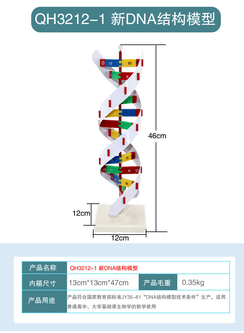 叮咚鹿高中dna双螺旋结构模型 青华dna模型生物基因链球形双螺旋 蛋白