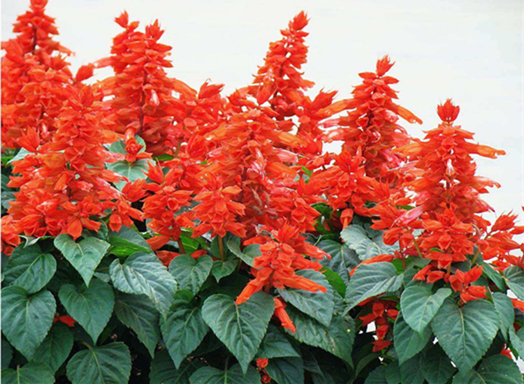 一串红种子盆栽花草矮串红高串红花种子四季播易种花海花卉花籽一串红