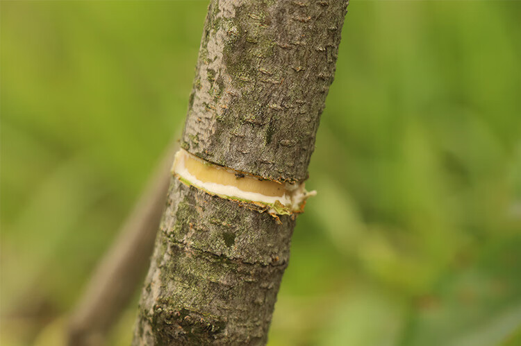 冬枣开甲环剥刀葡萄剥皮剪果树环割刀环切双层环剥钳子剥树皮神器卫亮