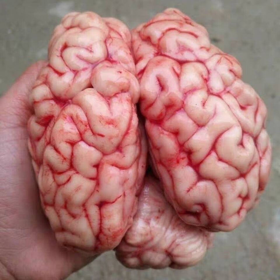 新鲜冷冻 猪脑 猪脑子猪脑花 左脑右脑小脑 96副一箱 火锅食材 上海江
