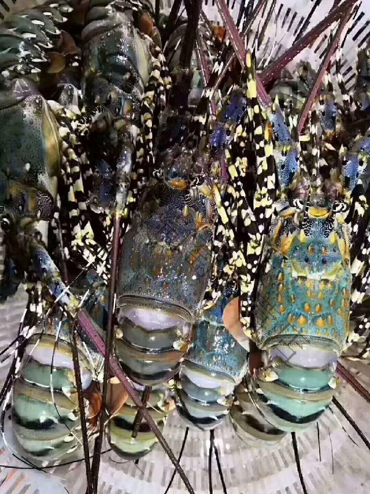 大青龙虾鲜活冷冻澳洲龙虾锦绣大花龙虾奥龙虾大红龙虾东山岛海鲜4斤