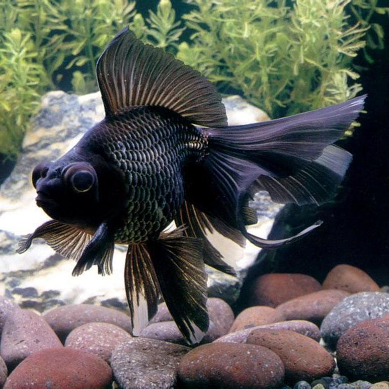 金鱼活体观赏鱼活体小金鱼冷水鱼锦鲤鱼金鱼苗活体淡水小型鱼黑龙晴67