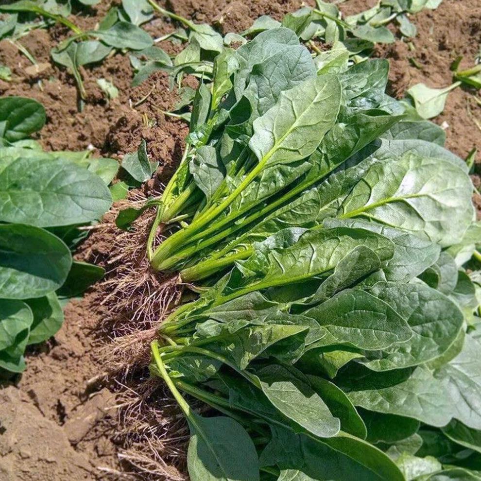 菠菜新鲜农家自种露天新鲜红根菠菜宝宝辅食嫩叶小菠菜新鲜菠菜5斤装