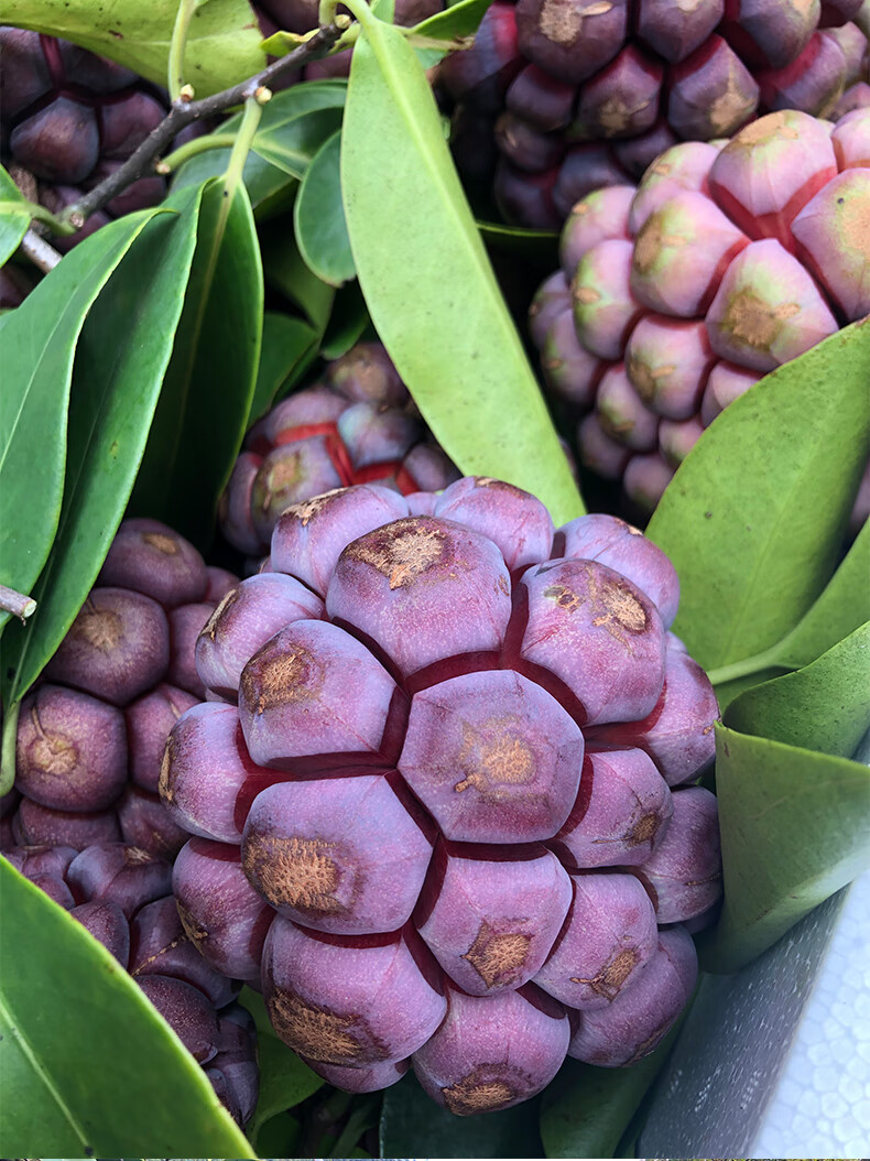 新鲜布福娜现摘现发黑老虎大血藤果恶魔果冷饭酒饭团稀有当季水果 1斤