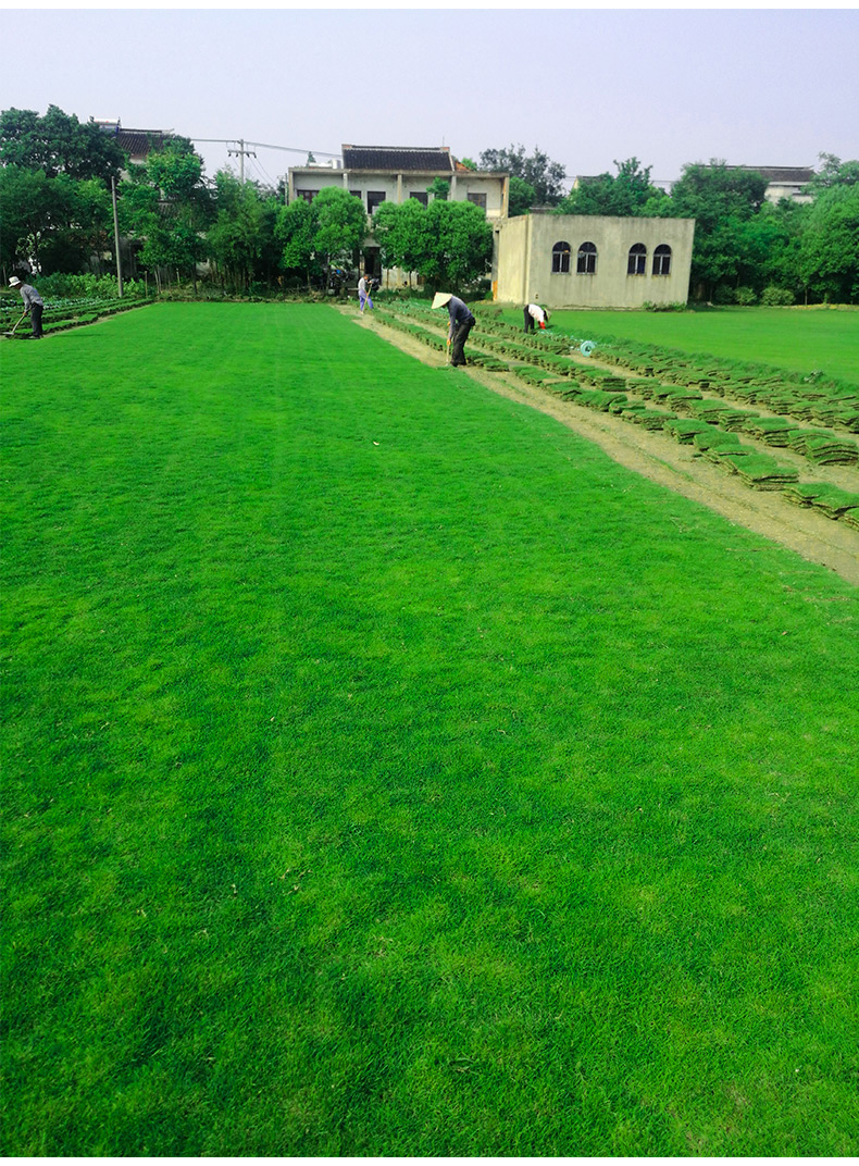草皮带土真草皮草坪带泥土地毯草草别墅庭院花园带土绿化马尼拉草坪