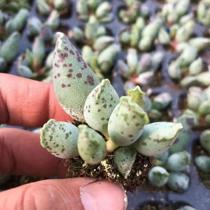 新品海豹水泡多肉植物梅花鹿花卉盆栽绿植肉肉多肉水泡辐射海豹34片