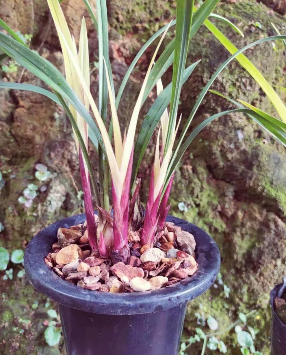 全部带花苞发货 老种 建兰铭品市长红兰花苗四季兰红花夏季带花苞植物